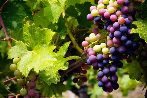 Air Chief Grapes growing on the vine