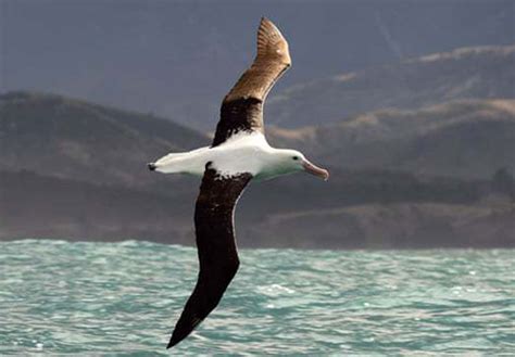 Great Albatross