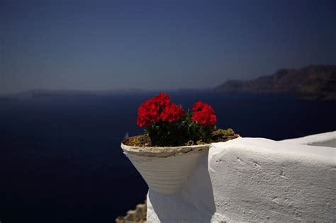 Greece geraniums red