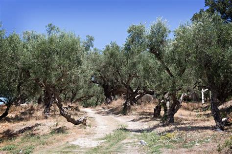 Greece olive groves