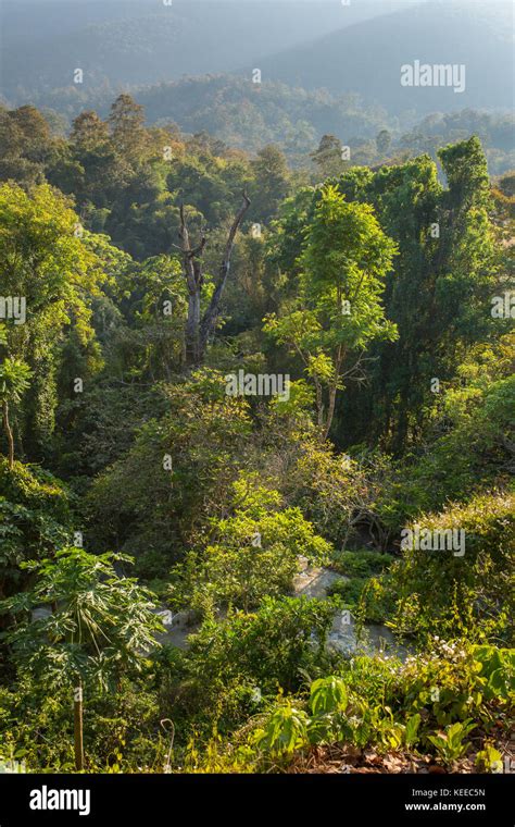 Green tropical rainforest