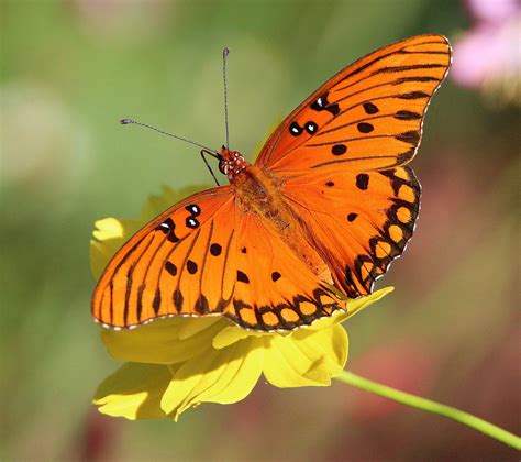 Gulf fritillary butterfly feeding