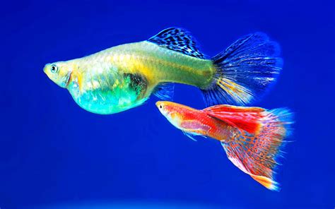 Guppy Breeding and Reproduction