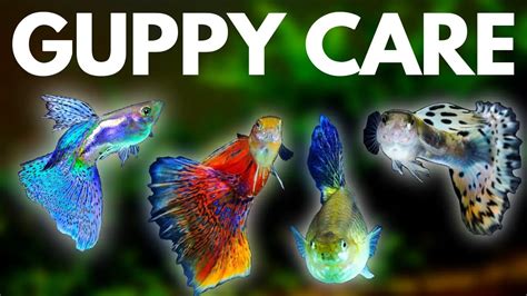 Guppy Care