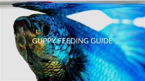 Guppy Feeding Tips