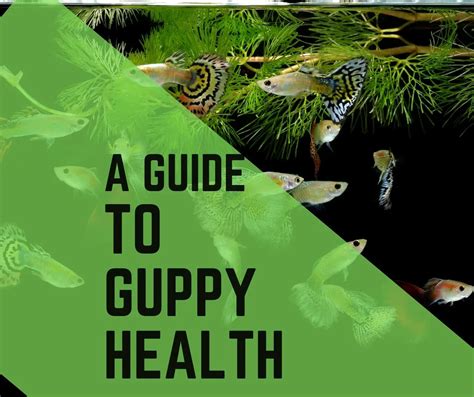 Guppy Health and Wellness