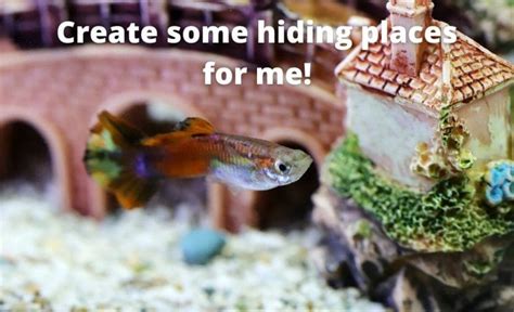 Guppy Hiding Places