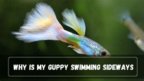 Guppy Swimming Spaces