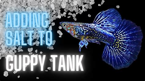 Guppy Tank Maintenance Tips