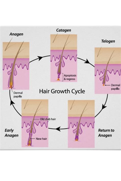 Hair growth phases