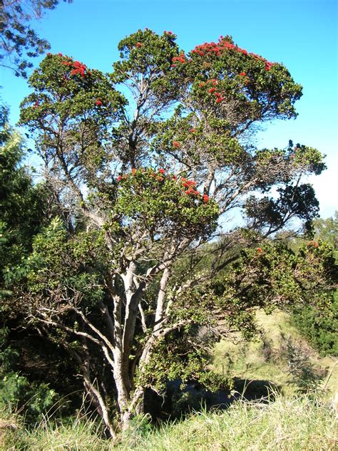 Hawaiian Native Trees