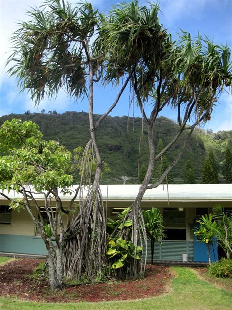 Hawaiian Native Trees Gallery 3