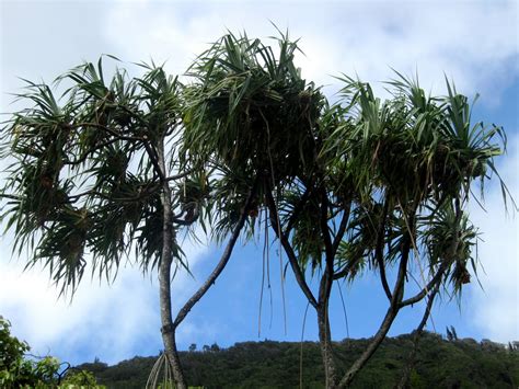 Hawaiian Native Trees Gallery 8