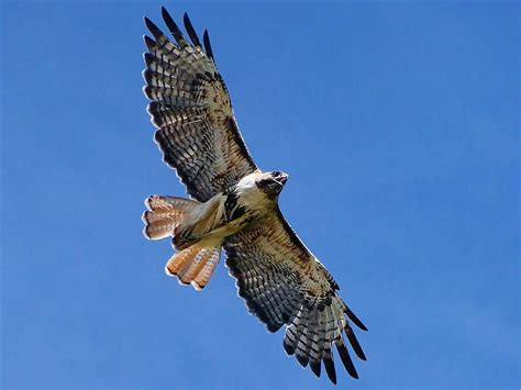 Hawk in flight