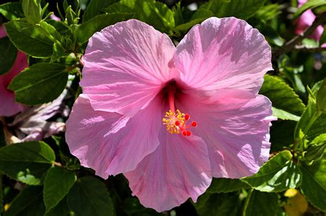 Hibiscus pink