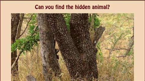 Description of Hidden Animals