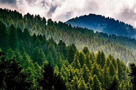 A lush view of the Himalayan forests