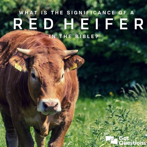 Historical Significance of the Red Heifer