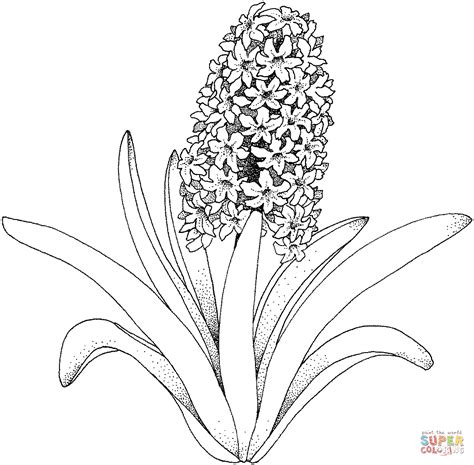 Hyacinth coloring pages