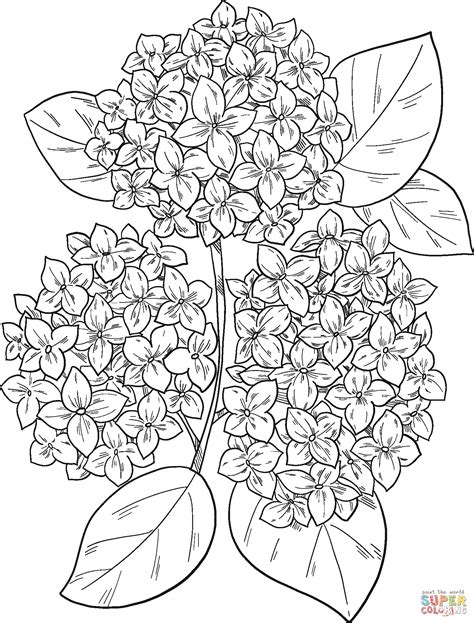 Hydrangea Colouring Page