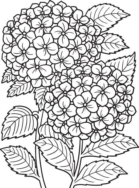 Hydrangea flower coloring