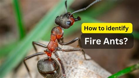 Identifying fire ants