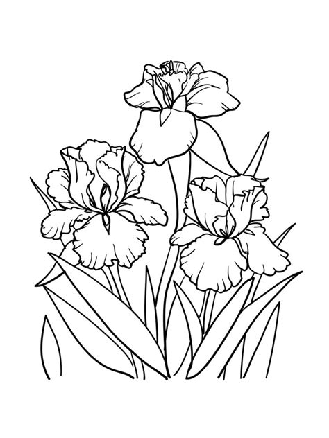 Iris coloring pages for adults and kids