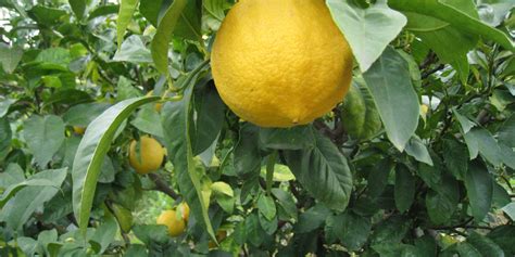 Italian Bergamot