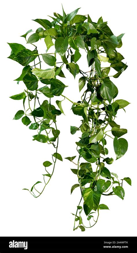 Jungle Vine Green Color