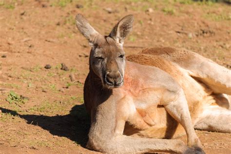 Kangaroos hopping in the outback