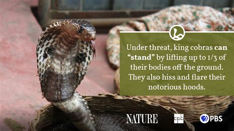 A King Cobra's behavior