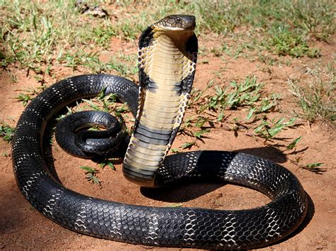 A King Cobra's body