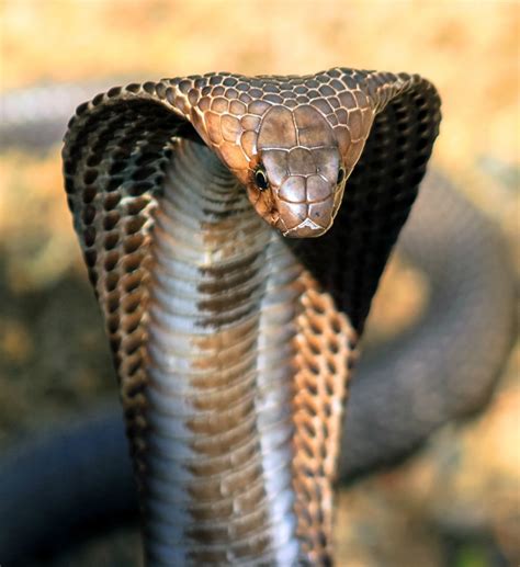 A King Cobra's face