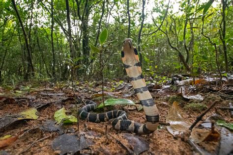 A King Cobra's habitat