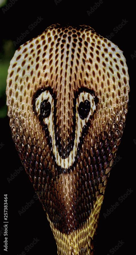 A King Cobra's hood