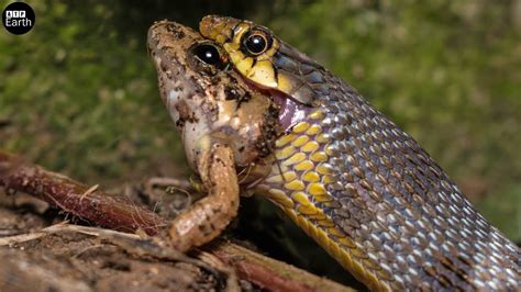 A King Cobra hunting