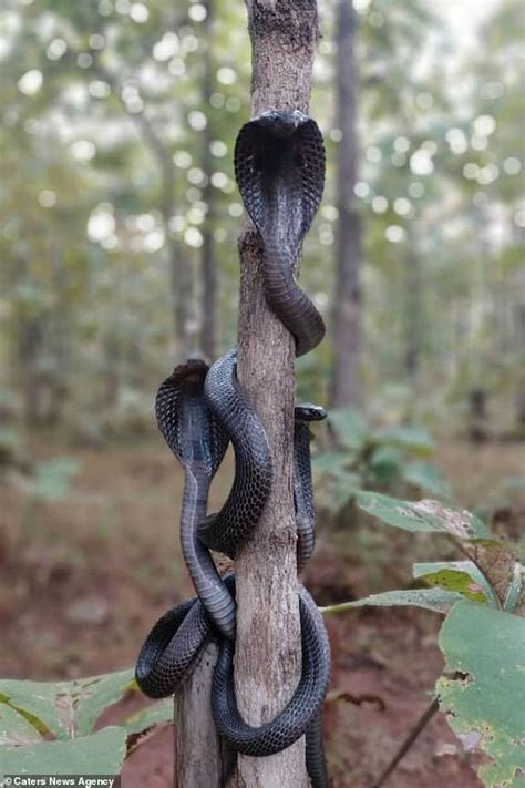 A King Cobra in a tree