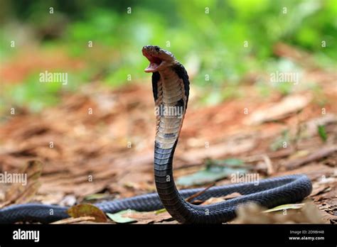 A King Cobra striking