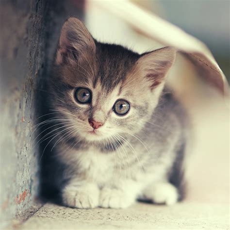 Kitten Photography