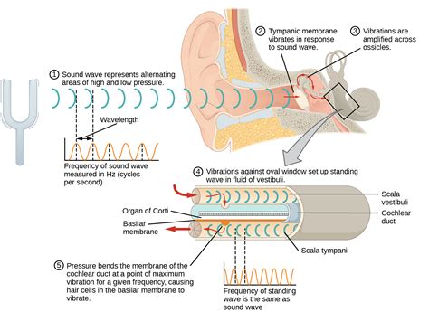 Knot vibration and sound waves