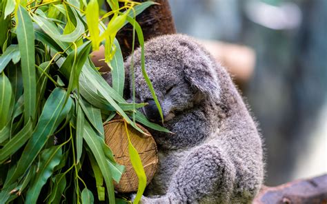 Koalas sleeping in trees