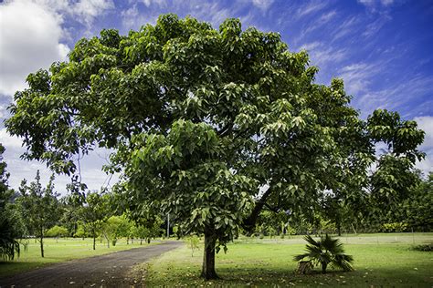 Kukui Tree