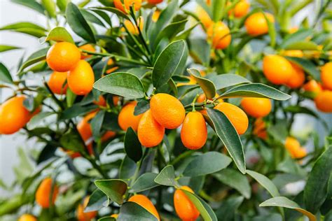 Kumquat Varieties