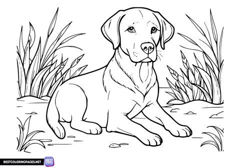 Labrador Retriever coloring sheet