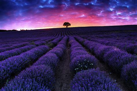 Lavender Dreams