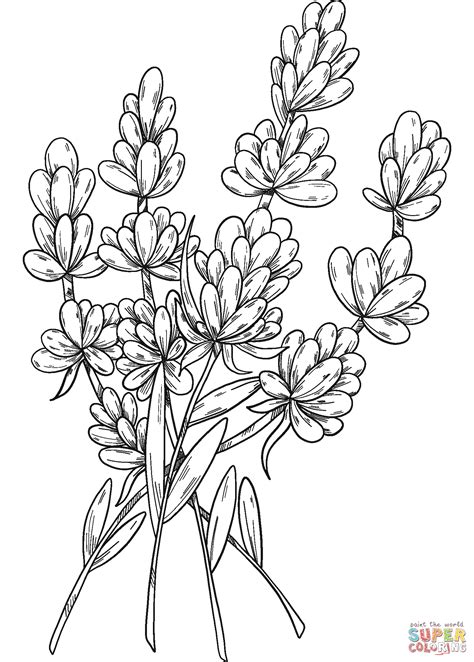 Lavender flower coloring pages printable for children