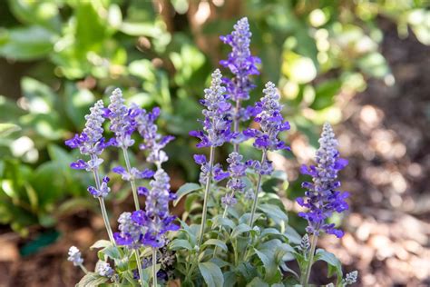 Lavender and Sage wildflower wedding color palette