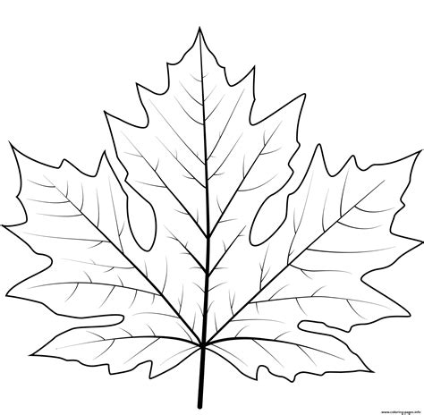 Leaf coloring pages for kids and adults