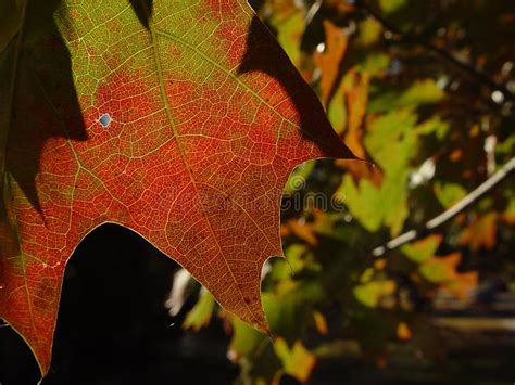 Leafy green