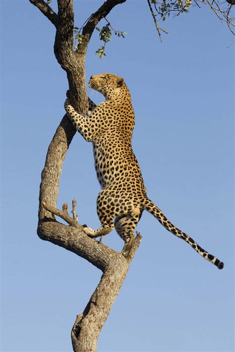 A leopard climbing a tree